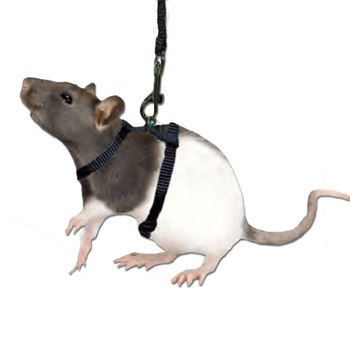 Pet sales rat harness