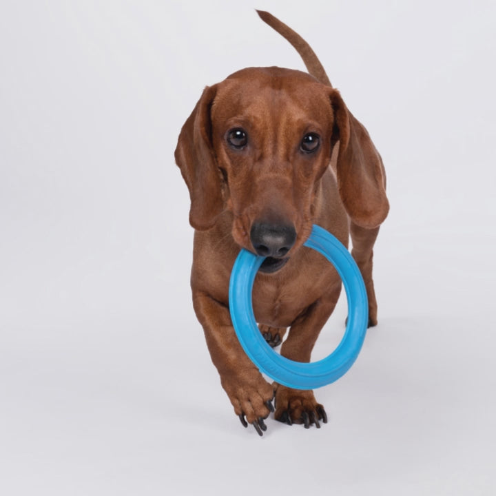 Pet Accessories Australia