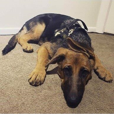 Dog Harness with Handle - CAMOUFLAGE