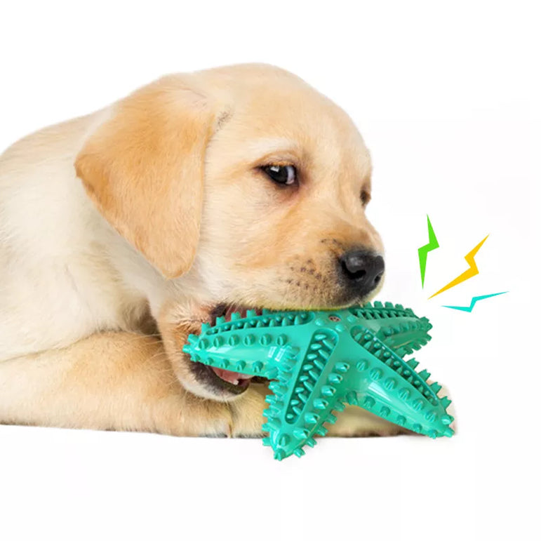 Starfish rubber squeaky chew toy