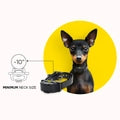 Dogtra IQ Mini remote training Collar