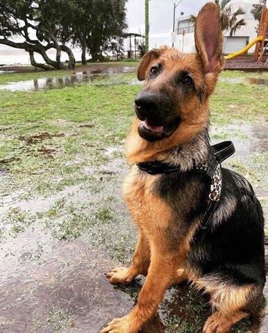 Dog Harness with Handle - CAMOUFLAGE