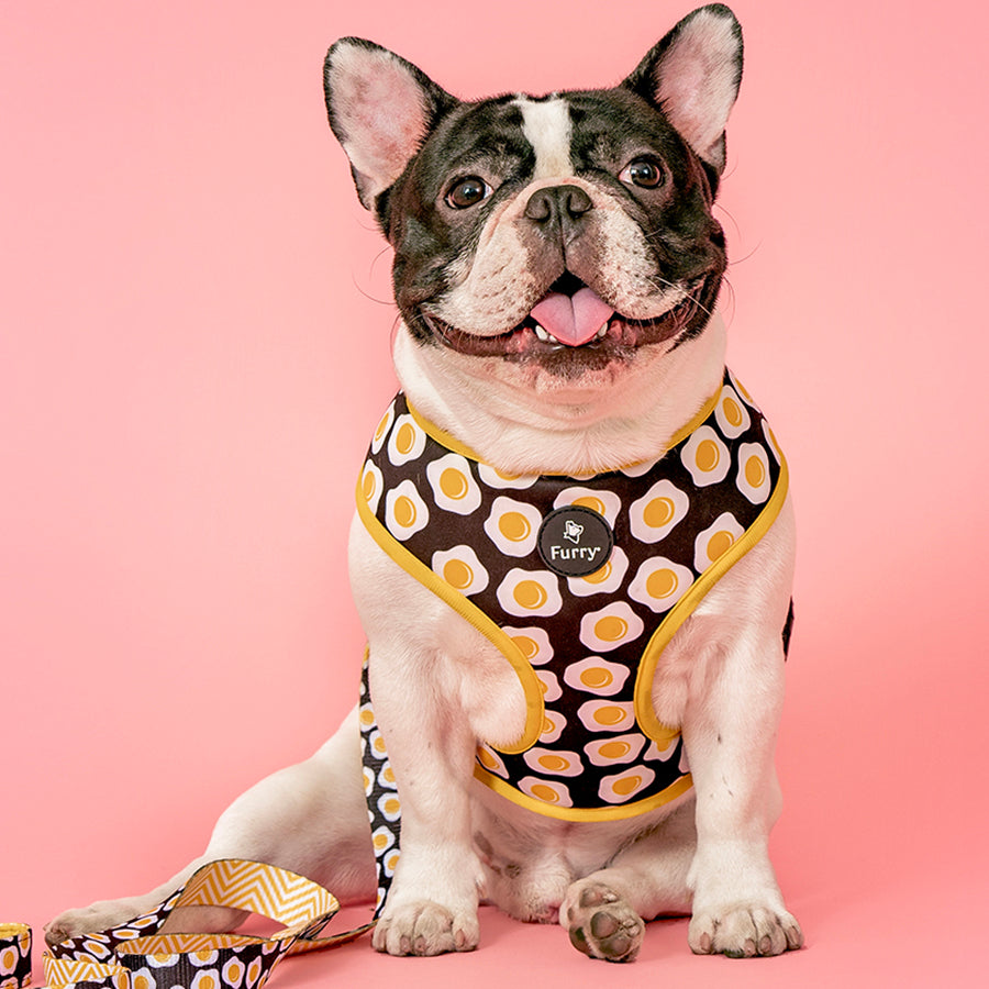 Sunny Side Up Reversible Dog Harness