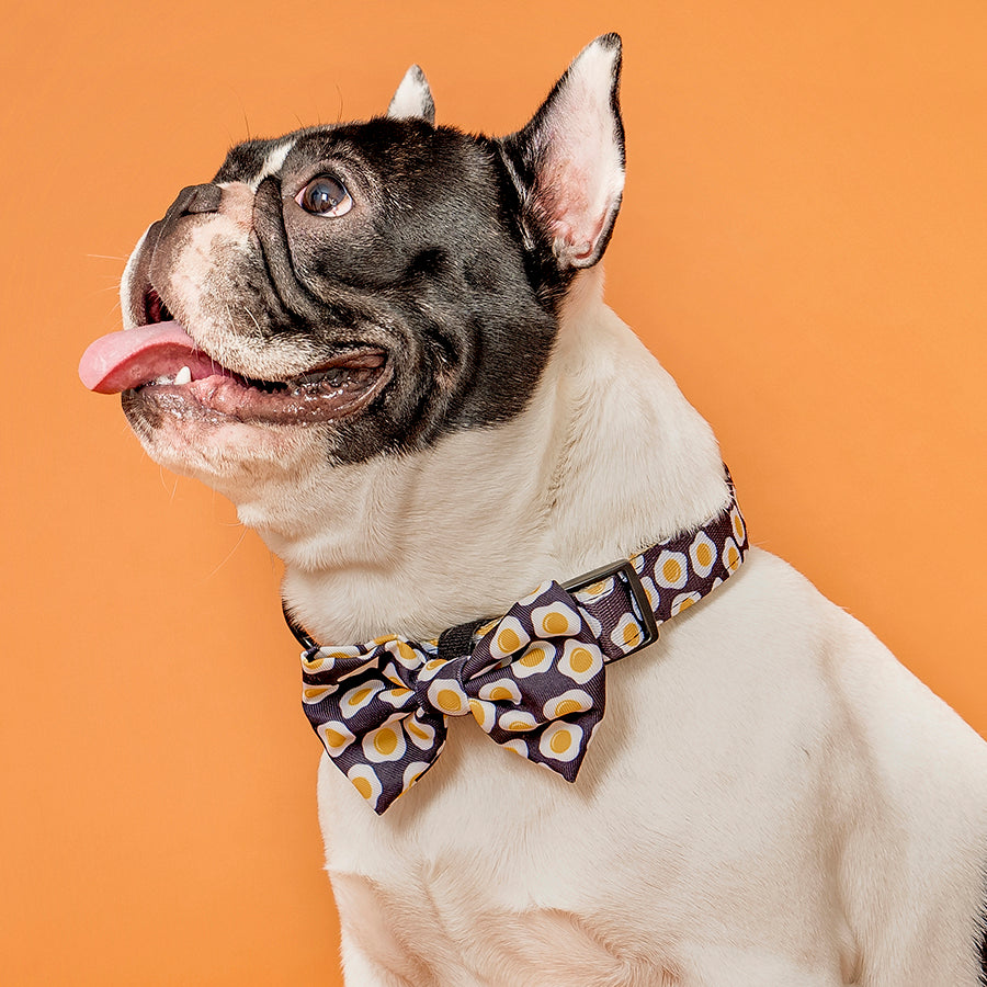 Pet Accessories Australia