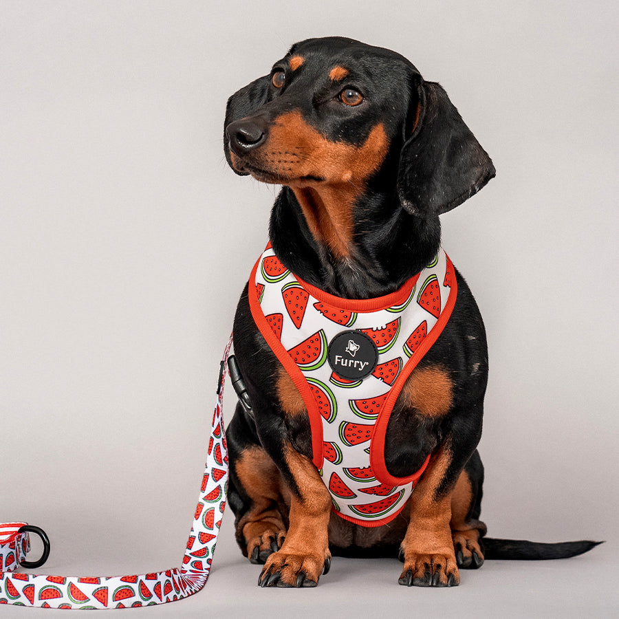 Pet Accessories Australia