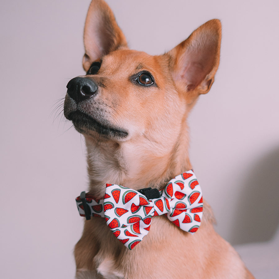 Pet Accessories Australia