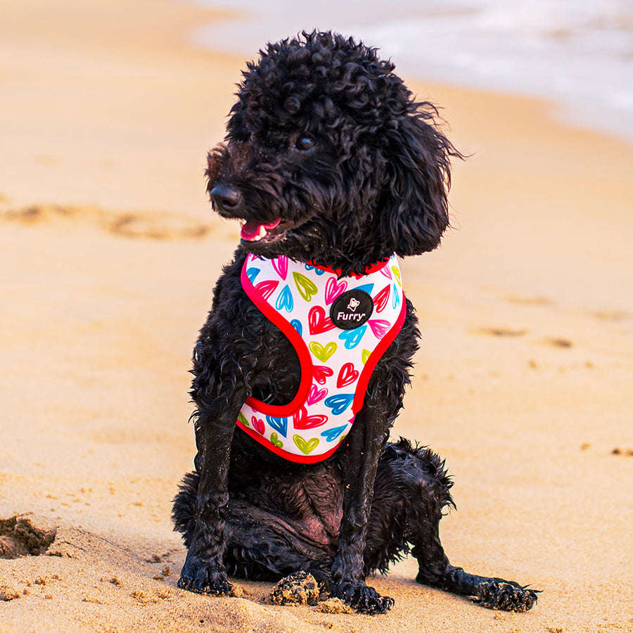 Pet Accessories Australia