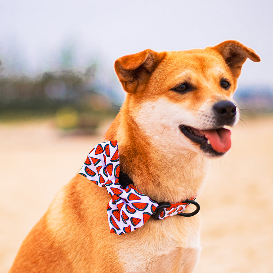 Watermelon Sugar Bow Tie