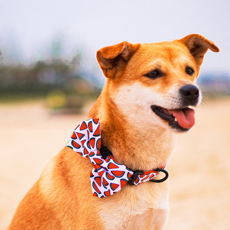 Watermelon Sugar Bow Tie