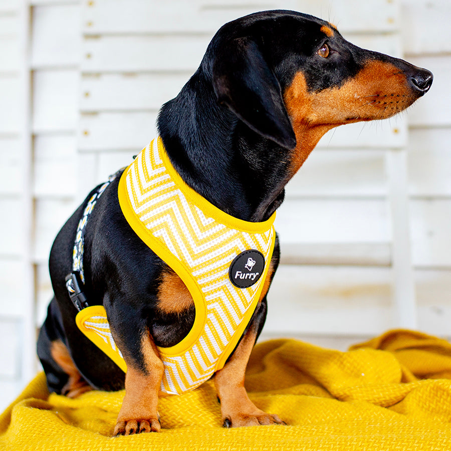 Pet Accessories Australia