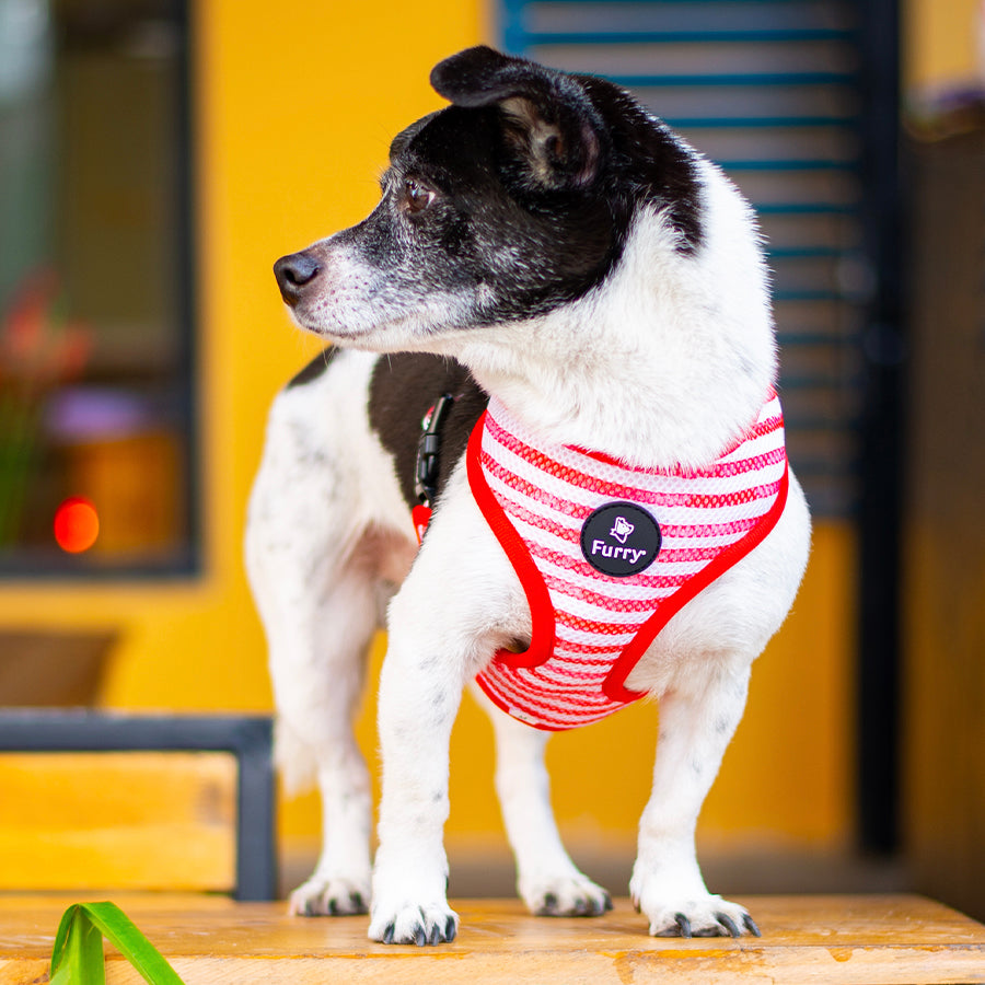 Watermelon sugar Reversible dog harness