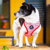 Watermelon sugar Reversible dog harness