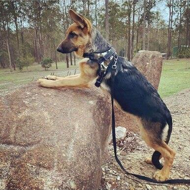 Pet Accessories Australia